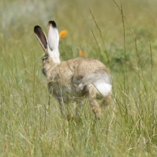 White-tailed Jackrabbit