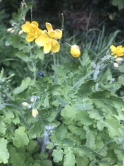 Chelidonium majus