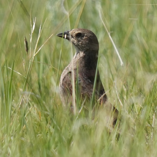 Brown-headed Cowbird