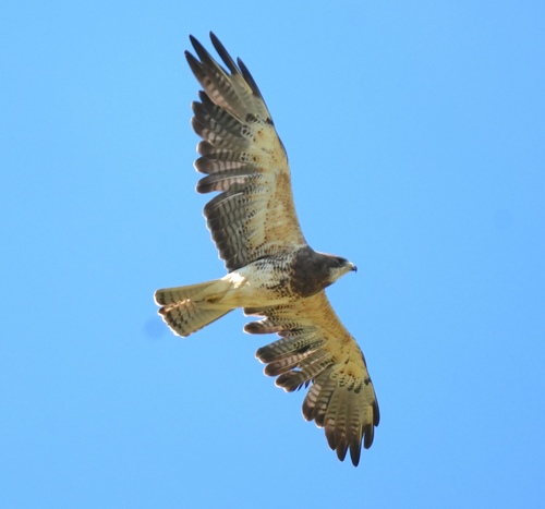 Swainson's Hawk