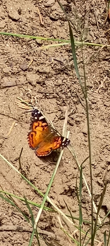 iNaturalist observation photo of American Lady