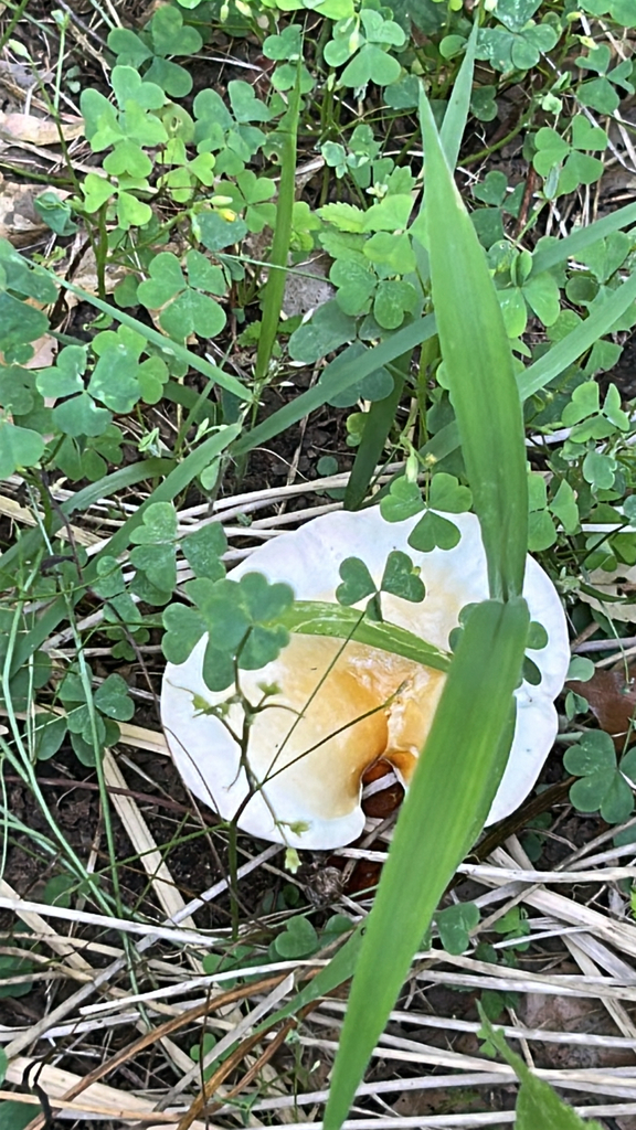 golden reishi · July 2026 · photo: Photo: (c) caher001, some rights reserved (CC BY) · iNaturalist