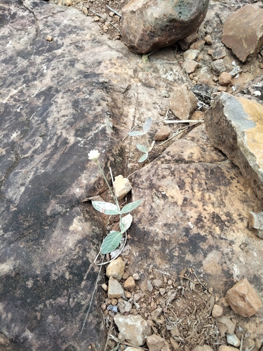 Pfaffia gnaphalioides