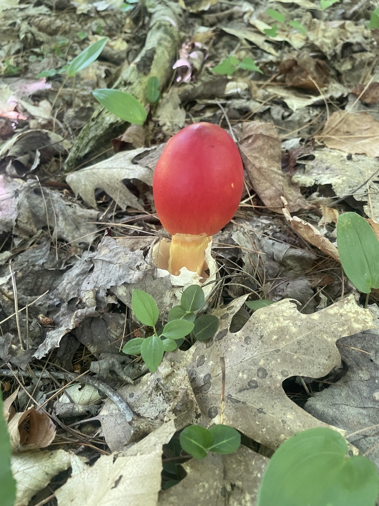 Jackson's slender Caesar · July 2026 · photo: Photo: (c) Desiree L. Narango, some rights reserved (CC BY) · iNaturalist