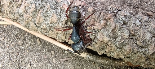 iNaturalist observation photo of Western Black Carpenter Ant