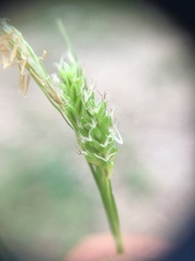 Carex pallescens