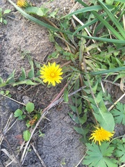 Taraxacum officinale