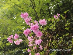 Rhododendron noriakianum