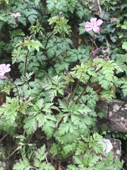 Geranium robertianum