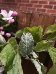 Podosphaera leucotricha