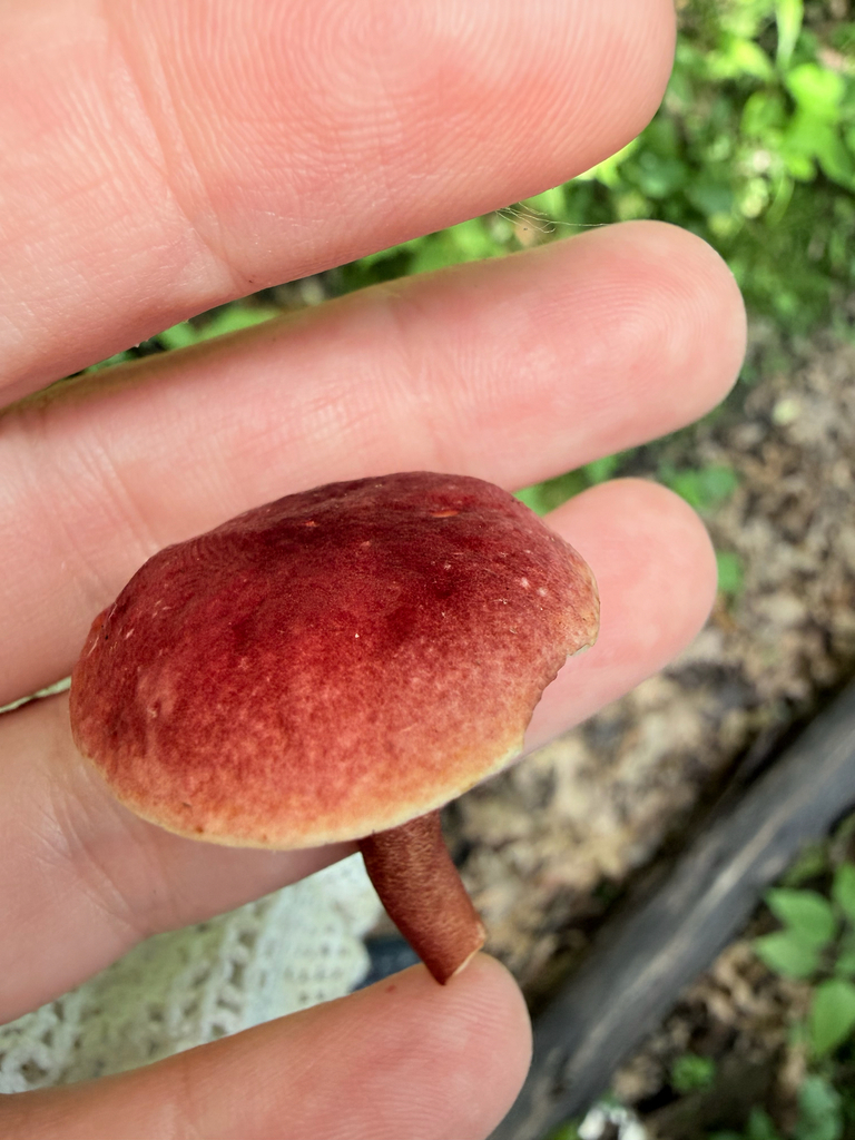 Red Gyroporus · July 2026 · photo: Photo: (c) Erica Tava Johnson, some rights reserved (CC BY) · iNaturalist