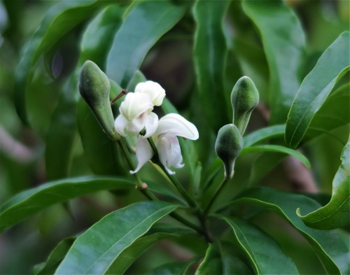 Justicia adhatodoides, photograph 5