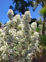 Bystropogon origanifolius