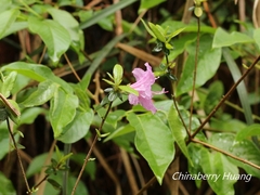 Rhododendron noriakianum