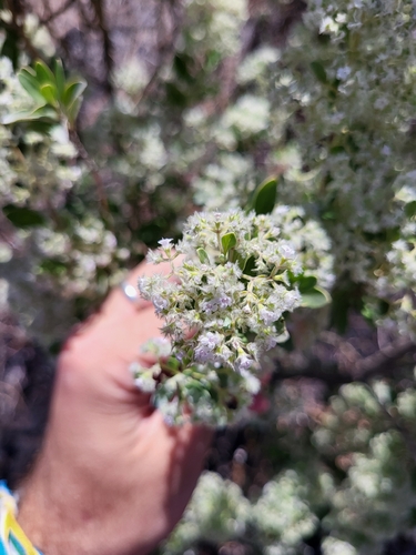 Bystropogon origanifolius, photograph 2