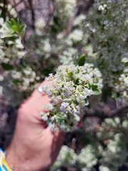 Bystropogon origanifolius, photograph (c) Ismael Medina Rodríguez, some rights reserved (CC BY)