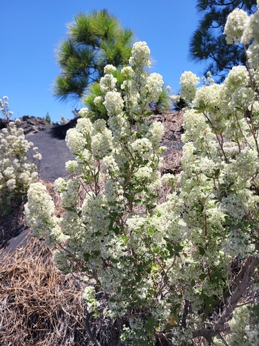 Bystropogon origanifolius, photograph 3