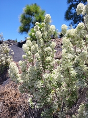 Bystropogon origanifolius, photograph (c) Ismael Medina Rodríguez, some rights reserved (CC BY)