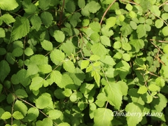 Rubus incanus
