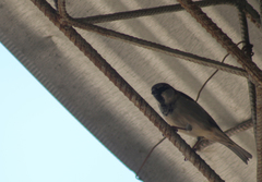 Passer domesticus