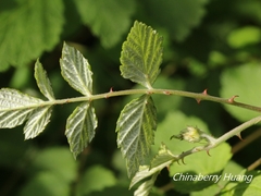 Rubus incanus
