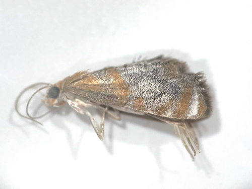 Peppery Dicymolomia photo 5