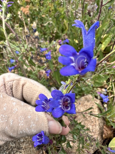 Penstemon laetus, photograph 2