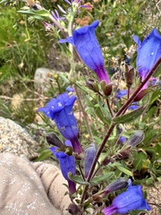 Penstemon laetus, photograph author not stated, no rights reserved