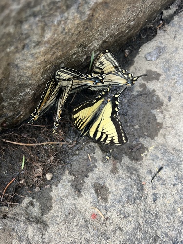 Canadian Tiger Swallowtail