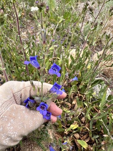 Penstemon laetus, photograph 5