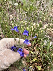 Penstemon laetus, photograph author not stated, no rights reserved