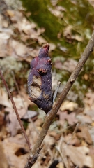 Neuroterus quercusbatatus