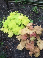 Heuchera