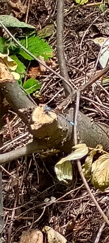 iNaturalist observation photo of Dancers
