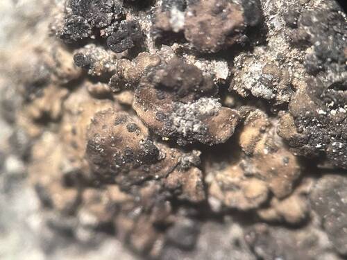 Scaly Stippled Lichen