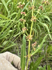 Rumex salicifolius, photograph author not stated, no rights reserved