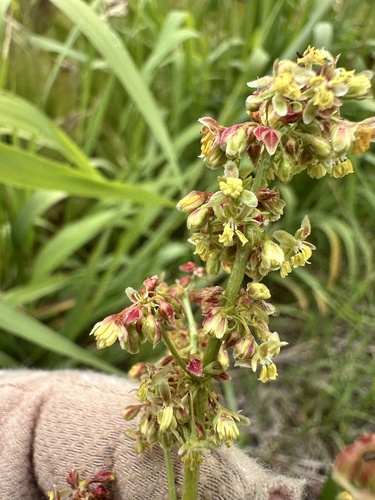 Rumex salicifolius, photograph 4