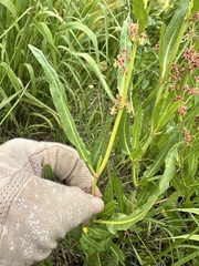 Rumex salicifolius, photograph author not stated, no rights reserved