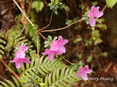 Rhododendron noriakianum