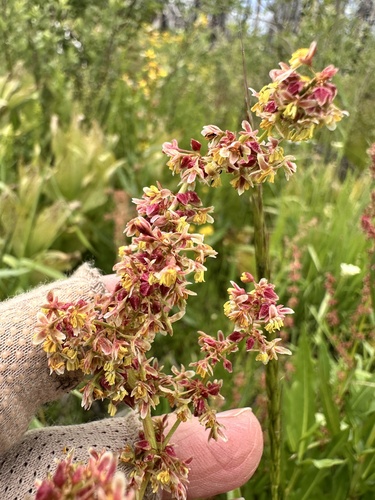 Rumex salicifolius, photograph 6