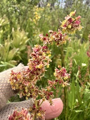 Rumex salicifolius, photograph author not stated, no rights reserved