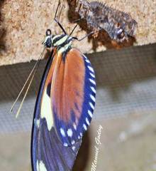 Heliconius ismenius metaphorus