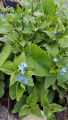 Brunnera