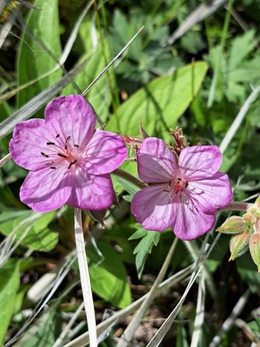 sticky geranium