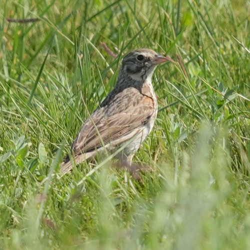 Vesper Sparrow