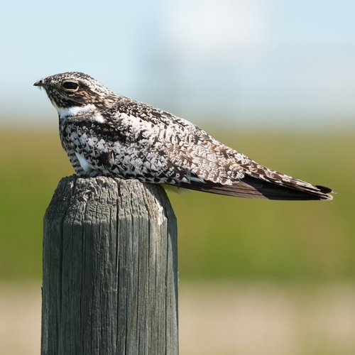 Common Nighthawk