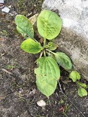 Plantago major