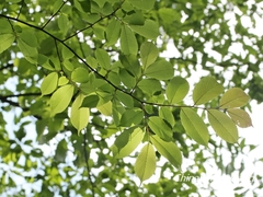 Ulmus uyematsui