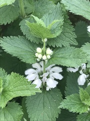 Lamium album
