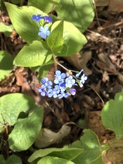 Brunnera